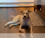 Small #10 Labrador Retriever Mix