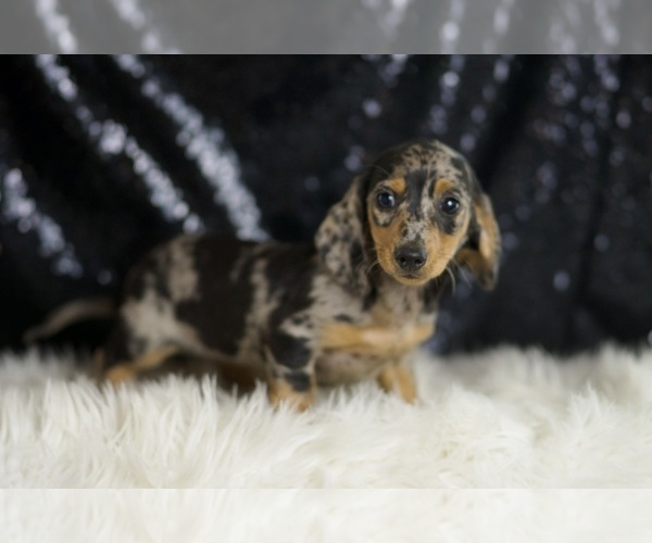 Medium Photo #3 Dachshund Puppy For Sale in WARSAW, IN, USA