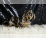 Small #2 Dachshund
