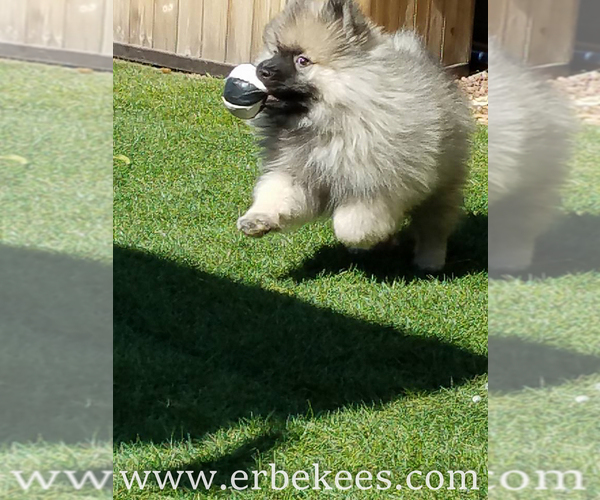 Medium Photo #8 Keeshond Puppy For Sale in FAYETTEVILLE, TN, USA