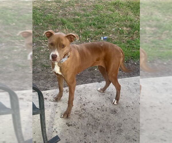 Medium Photo #1 American Staffordshire Terrier-Unknown Mix Puppy For Sale in San Antonio, TX, USA