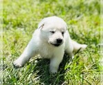 Small #1 German Shepherd Dog