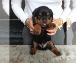 Small #2 Rottweiler