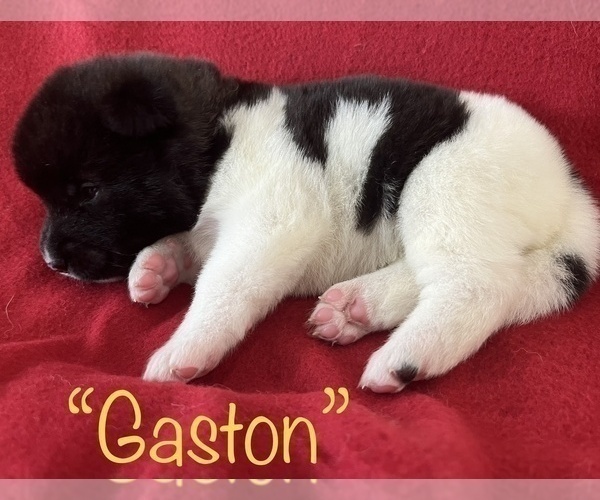 Medium Photo #4 Akita Puppy For Sale in BIRON, WI, USA