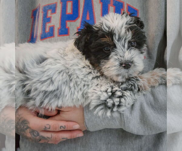 Medium Photo #3 Mutt Puppy For Sale in Huntley, IL, USA