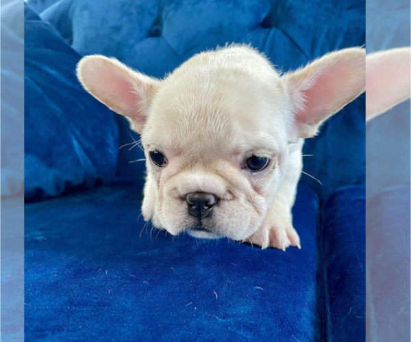 Medium Photo #9 French Bulldog Puppy For Sale in NEW YORK, NY, USA