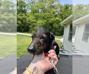 Mother of the Dachshund puppies born on 04/28/2025