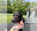 Small Photo #1 Dachshund Puppy For Sale in ANDREWS, IN, USA