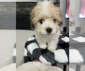 Havanese Puppy for sale in FINDLAY, OH, USA