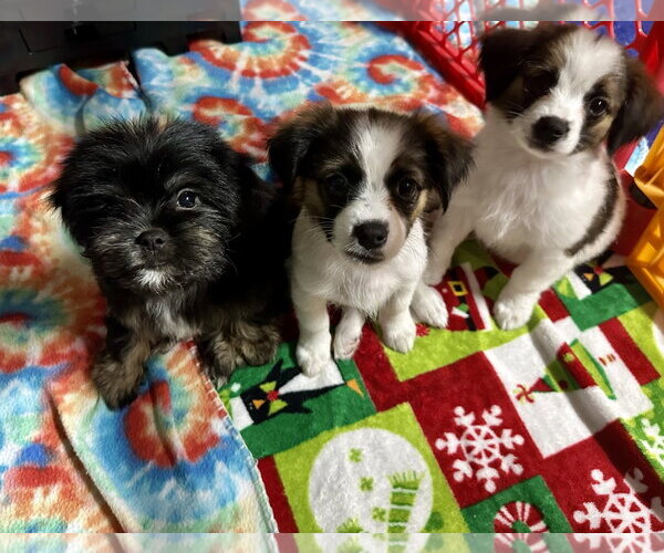 Medium Photo #5 Pekalier Puppy For Sale in Valrico, FL, USA