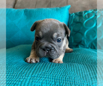Small #5 French Bulldog