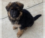 Small Photo #2 German Shepherd Dog Puppy For Sale in NORTHRIDGE, CA, USA