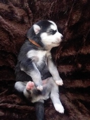 Siberian Husky Puppy for sale in CANDOR, NY, USA