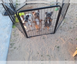 French Bulldog Puppy for Sale in BARSTOW, California USA