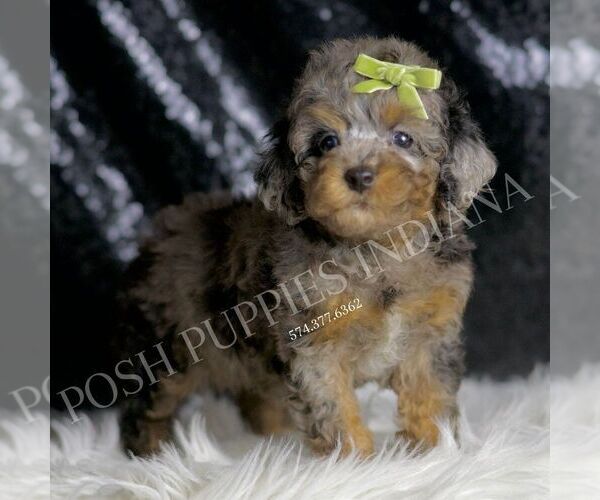 Medium Photo #1 Poodle (Miniature) Puppy For Sale in WARSAW, IN, USA