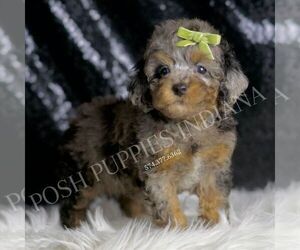 Poodle (Miniature) Puppy for sale in WARSAW, IN, USA