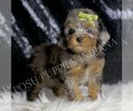 Image preview for Ad Listing. Nickname: Bourbon AKC
