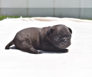 Pug Puppy for sale in PALM COAST, FL, USA