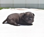 Image preview for Ad Listing. Nickname: Dumplin