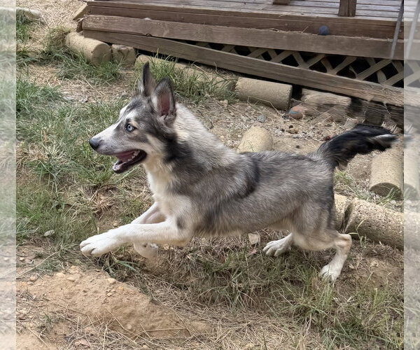 Medium Photo #5 Siberian Husky-Unknown Mix Puppy For Sale in Wetumpka, AL, USA