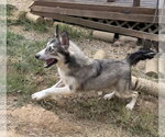 Small #4 Siberian Husky Mix