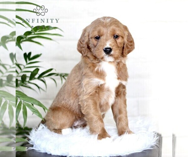 Medium Photo #4 Goldendoodle (Miniature) Puppy For Sale in LITITZ, PA, USA