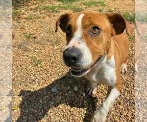 Suzie - Female Mutt Dog for Adoption - Photo #5