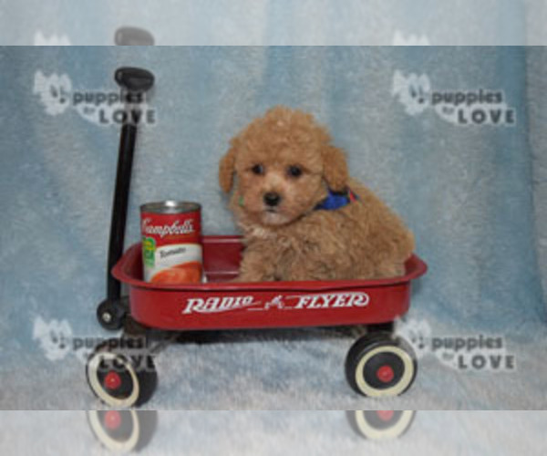 Medium Photo #8 Poodle (Toy) Puppy For Sale in SANGER, TX, USA