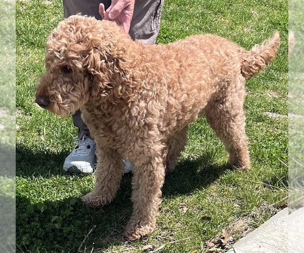 Medium Photo #1 Golden Mountain Doodle  Puppy For Sale in COLUMBIA, MO, USA