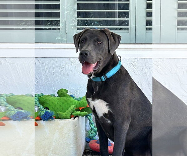 Medium Photo #1 Labrenees Puppy For Sale in Milpitas, CA, USA