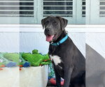 Small Photo #1 Labrenees Puppy For Sale in Milpitas, CA, USA