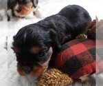 Small #5 Cavalier King Charles Spaniel