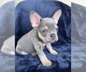 French Bulldog Puppy for sale in MIAMI, FL, USA