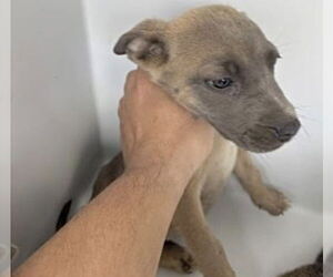 Black Mouth Cur-Unknown Mix Dogs for adoption in Houston, TX, USA