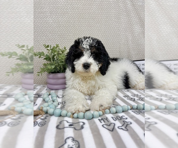 Medium Photo #1 Bernedoodle (Miniature) Puppy For Sale in INDIANAPOLIS, IN, USA