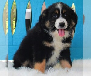Miniature Australian Shepherd Puppy for sale in FREDERICKSBURG, OH, USA