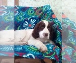 Small Photo #1 English Springer Spaniel Puppy For Sale in NORTH LAWRENCE, OH, USA