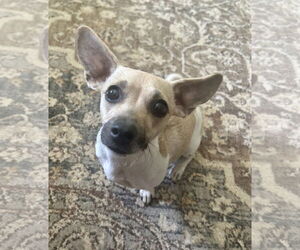 Dachshund Dogs for adoption in danville, CA, USA