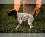 Small Photo #2 German Shorthaired Pointer Puppy For Sale in GAINESVILLE, GA, USA