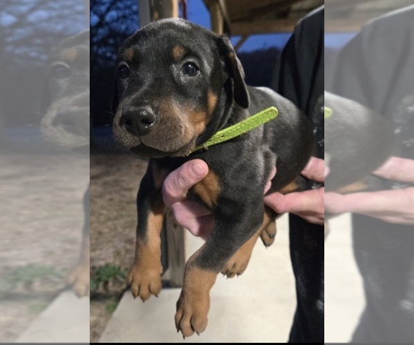 Medium Photo #28 Doberman Pinscher Puppy For Sale in BEGGS, OK, USA