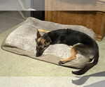 Small #12 German Shepherd Dog Mix