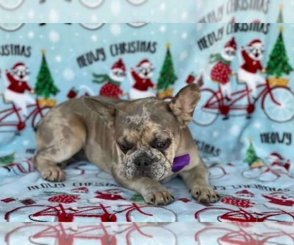 Medium Photo #3 French Bulldog Puppy For Sale in LANCASTER, PA, USA