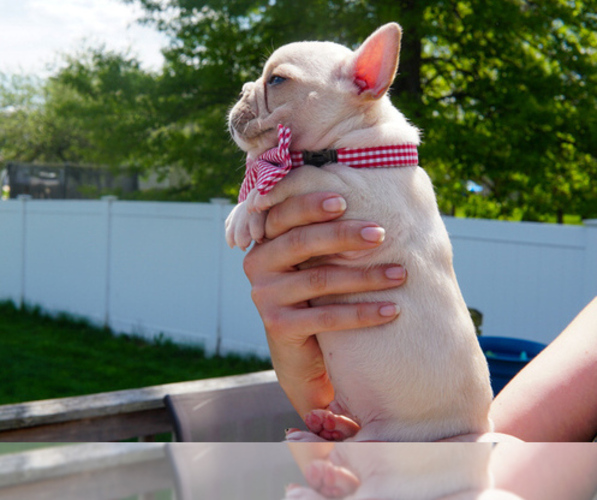 Medium Photo #2 French Bulldog Puppy For Sale in HOBART, IN, USA