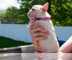 Small Photo #2 French Bulldog Puppy For Sale in HOBART, IN, USA