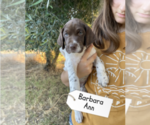 Puppy Barbara Ann Pointer