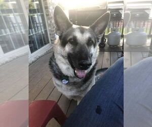 Ranger - Male German Shepherd Dog Dog for Adoption - Photo #3