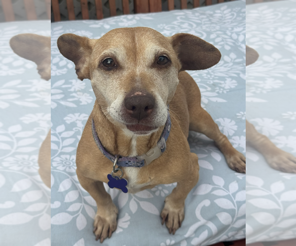 Medium Photo #4 Chiweenie Puppy For Sale in Newport Beach, CA, USA