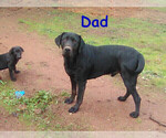 Small Photo #10 Labrador Retriever Puppy For Sale in GRANTS PASS, OR, USA