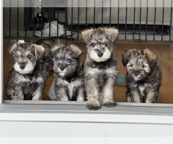 Medium Photo #1 Schnauzer (Miniature) Puppy For Sale in COLUMBUS, IN, USA