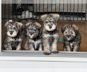 Schnauzer (Miniature) Puppy for sale in COLUMBUS, IN, USA